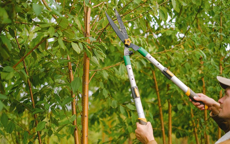 Tree trimming in Drumright, OK
